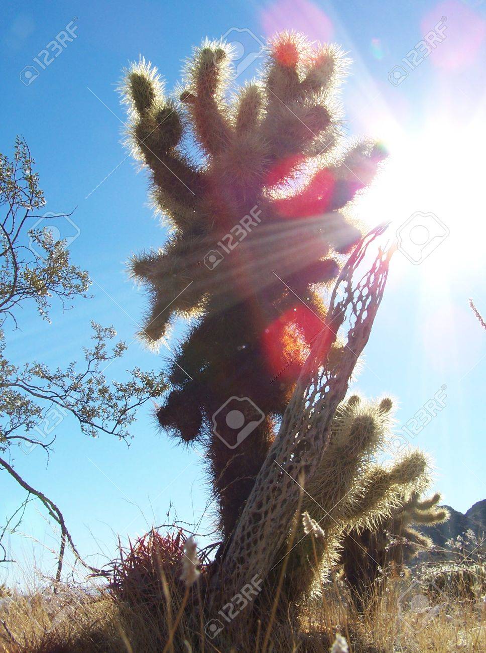 etiam-dictum-ipsum-a-felis