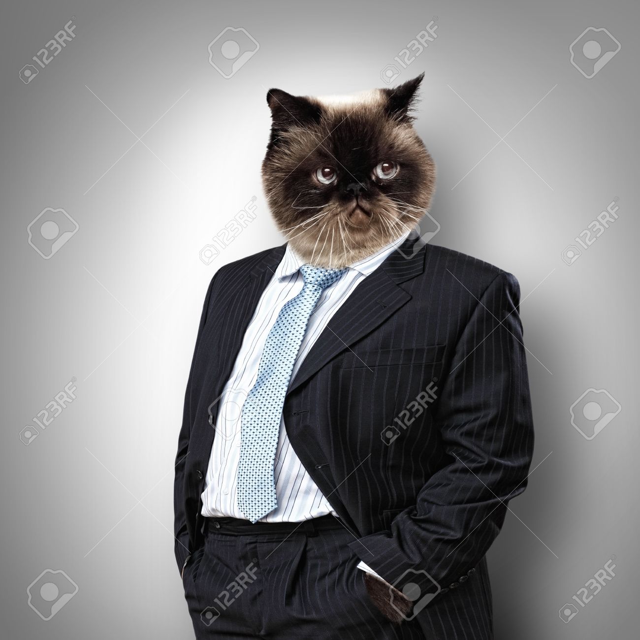 ビジネス スーツのビジネスマン コラージュで面白いフワフワした猫 の写真素材 画像素材 Image