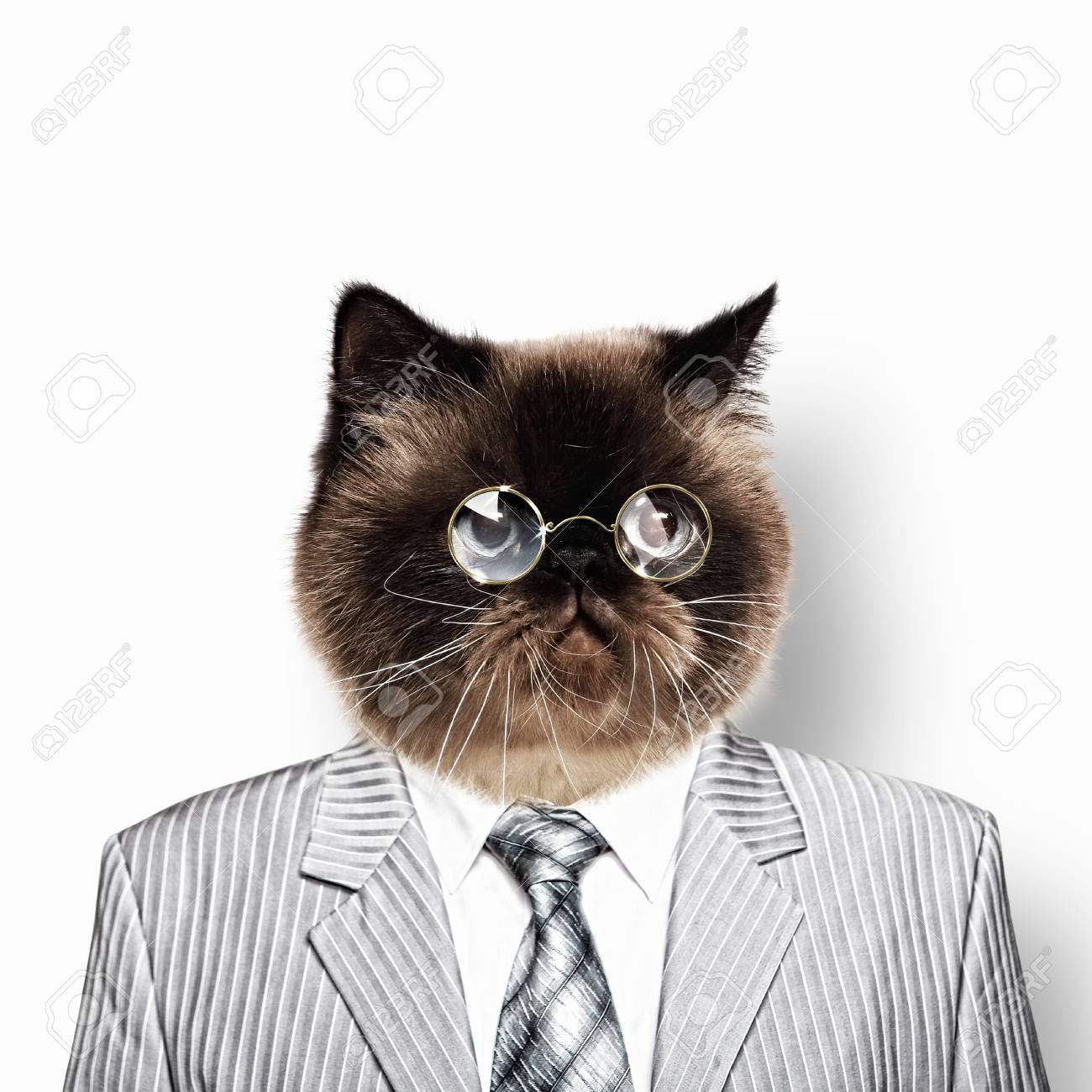 Drole De Chat Moelleux Dans Un Collage Business Costume Banque D Images Et Photos Libres De Droits Image Drole De Chat Moelleux Dans Un Collage Business Costume Banque D Images Et Photos Libres De Droits Image