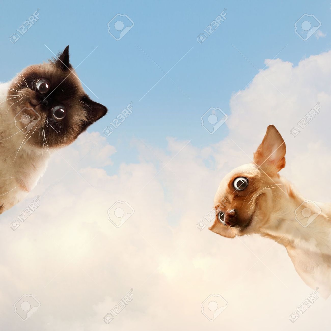 funny stock photos royalty free funny images