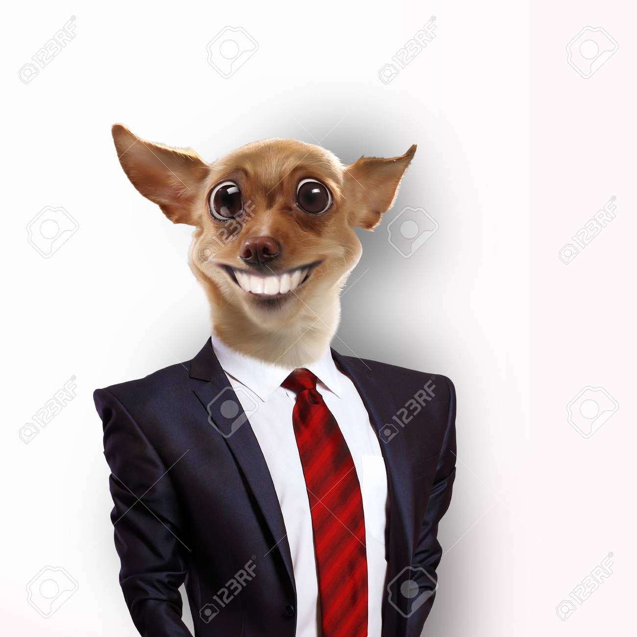 抽象的な背景のコラージュにスーツで犬の面白い肖像画 の写真素材 画像素材 Image