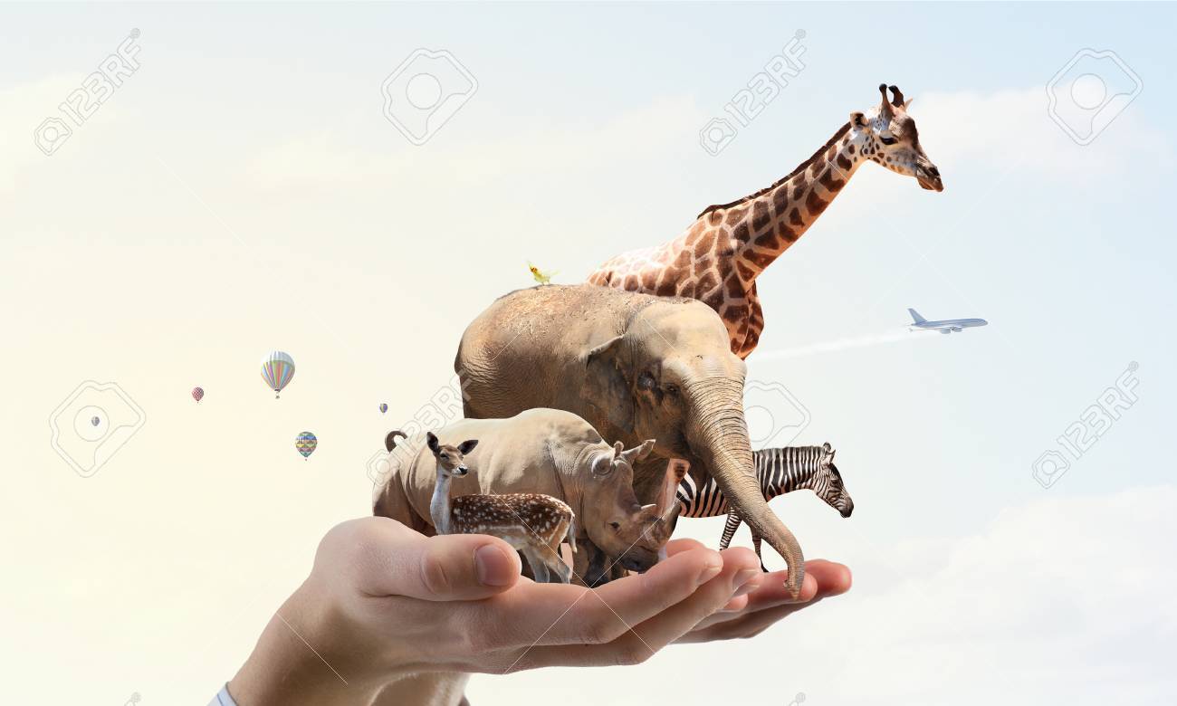 Group of zoo animals together in palm - 66789589 Group of zoo animals together in palm - 66789589