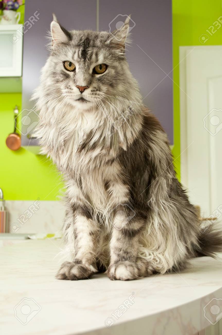 Maine Coon Cat With Grey Hairs Stock Photo Picture And Royalty Free Image Image Maine Coon Cat With Grey Hairs Stock Photo Picture And Royalty Free Image Image