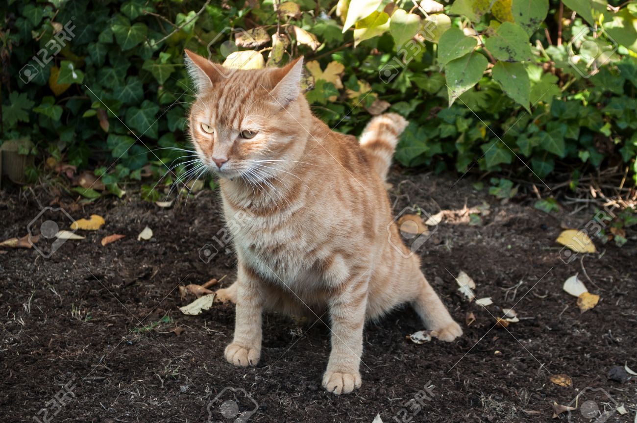 gato que no hace caca