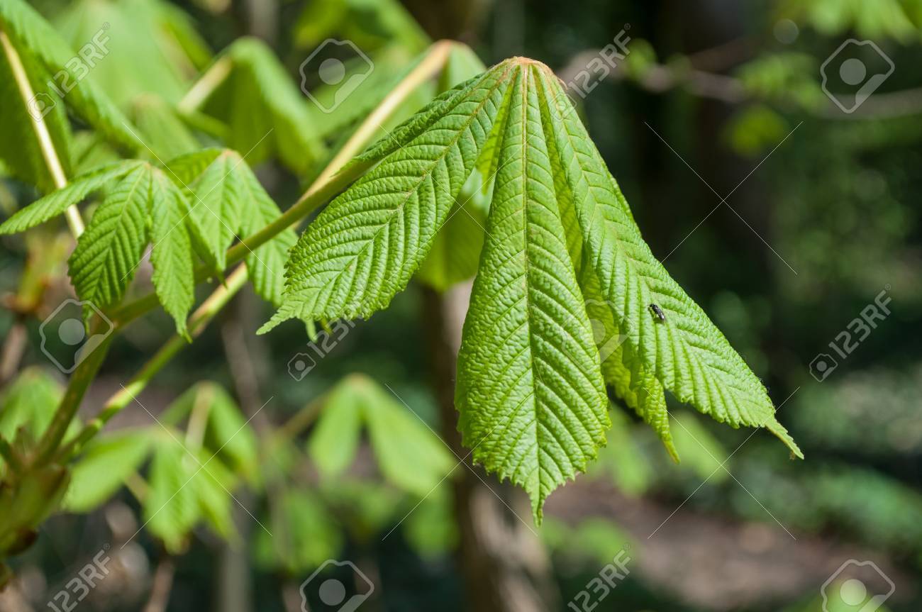 castaño de indias hoja
