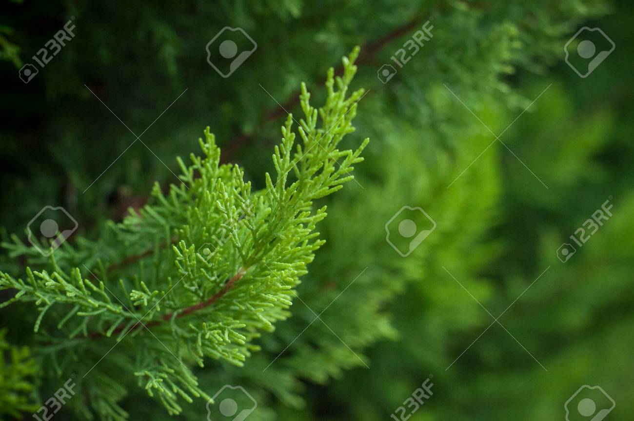 closeup of cypress tree branch in the hedge in garden - 88332223 closeup of cypress tree branch in the hedge in garden - 88332223