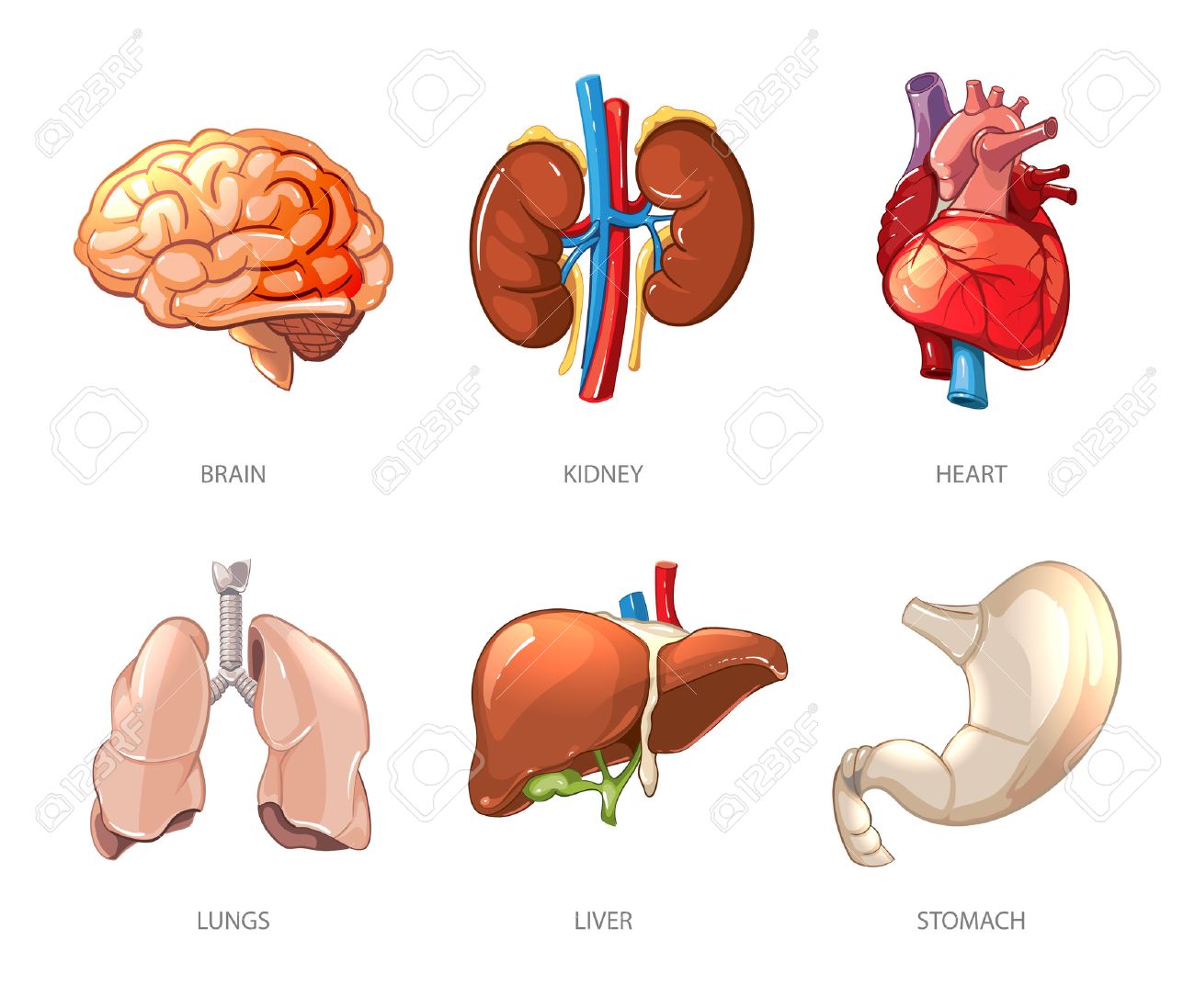 Human internal organs anatomy in cartoon vector style. Brain and kidney, liver and lung, stomach and heart illustration - 51643720 Human internal organs anatomy in cartoon vector style. Brain and kidney, liver and lung, stomach and heart illustration - 51643720