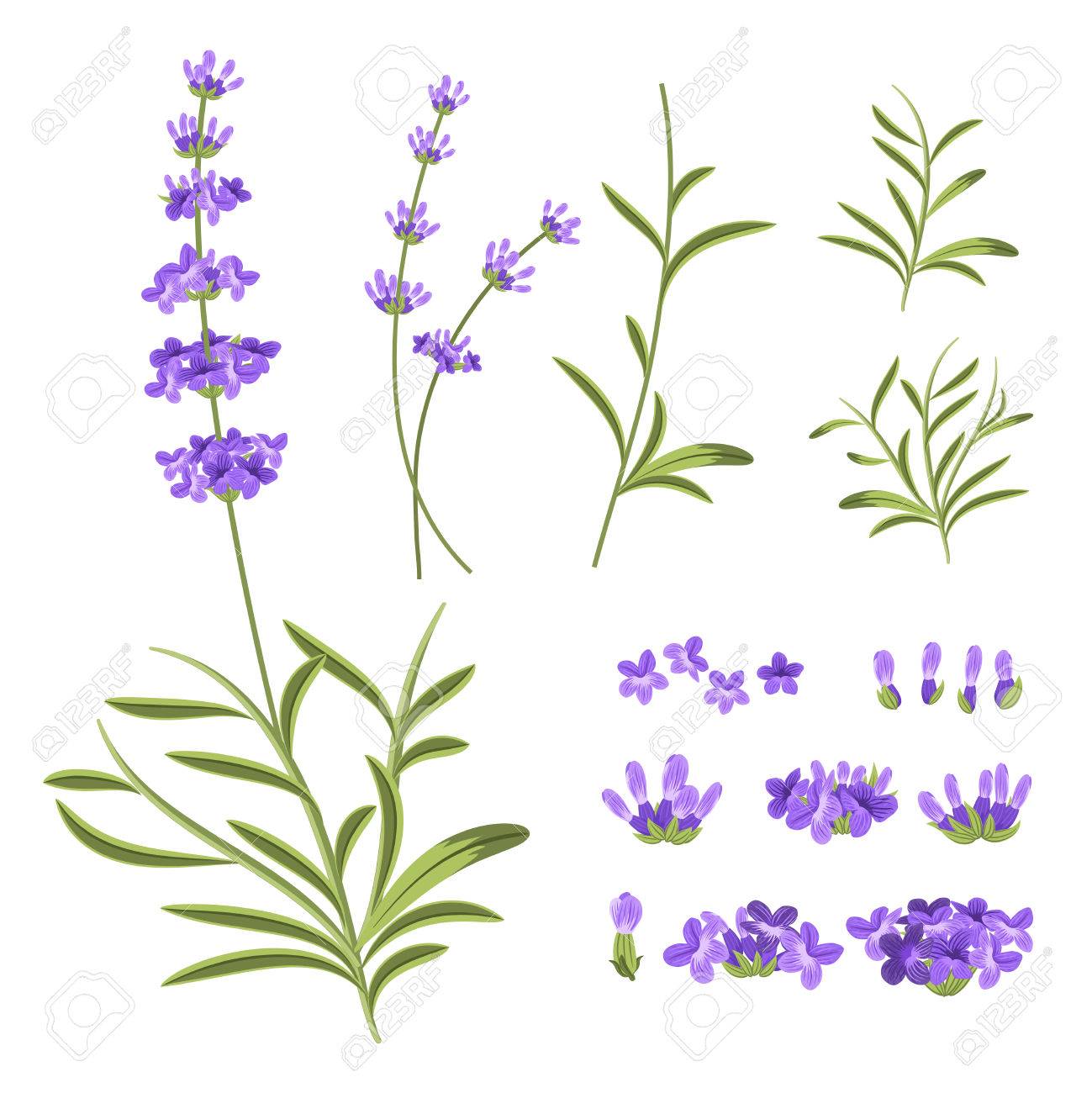 lavender flowers vector elements illustration constructor for