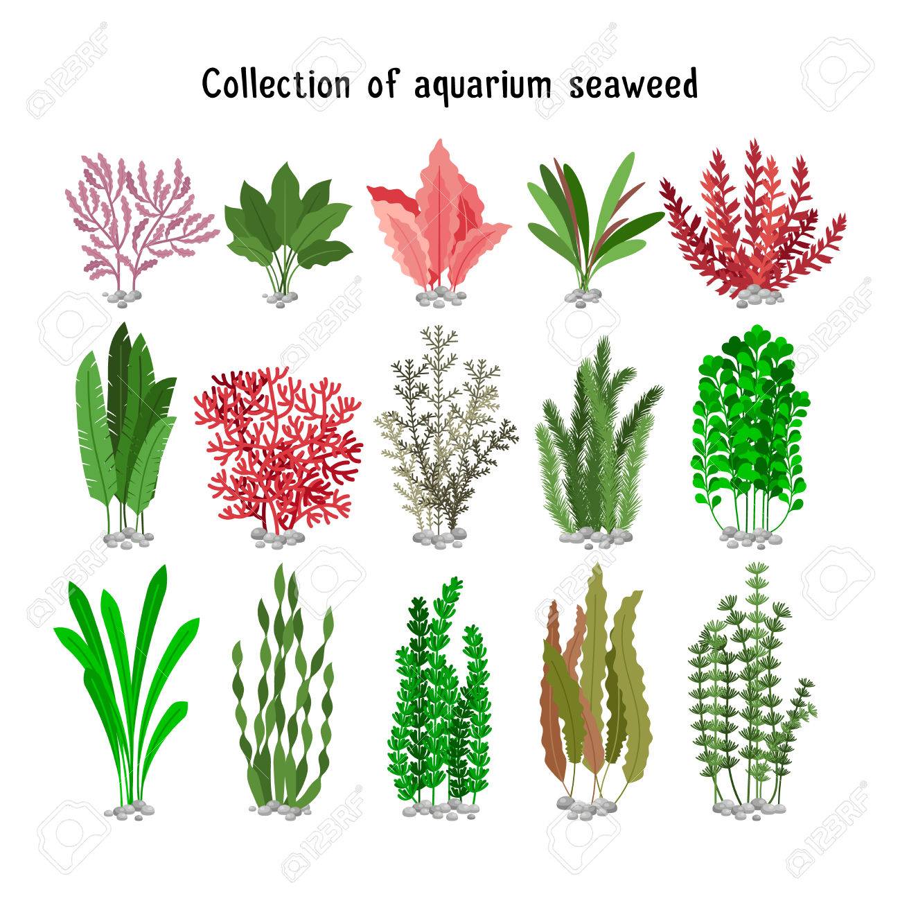 Algue Rouge Banque D'images Vecteurs Et Illustrations Libres De - Algue Rouge Seaweed Mis Illustration Vectorielle La Biodiversité Desalgues D'aquarium Jaune algue rouge banque d'images vecteurs et illustrations libres de - algue rouge seaweed mis illustration vectorielle la biodiversité desalgues d'aquarium jaune