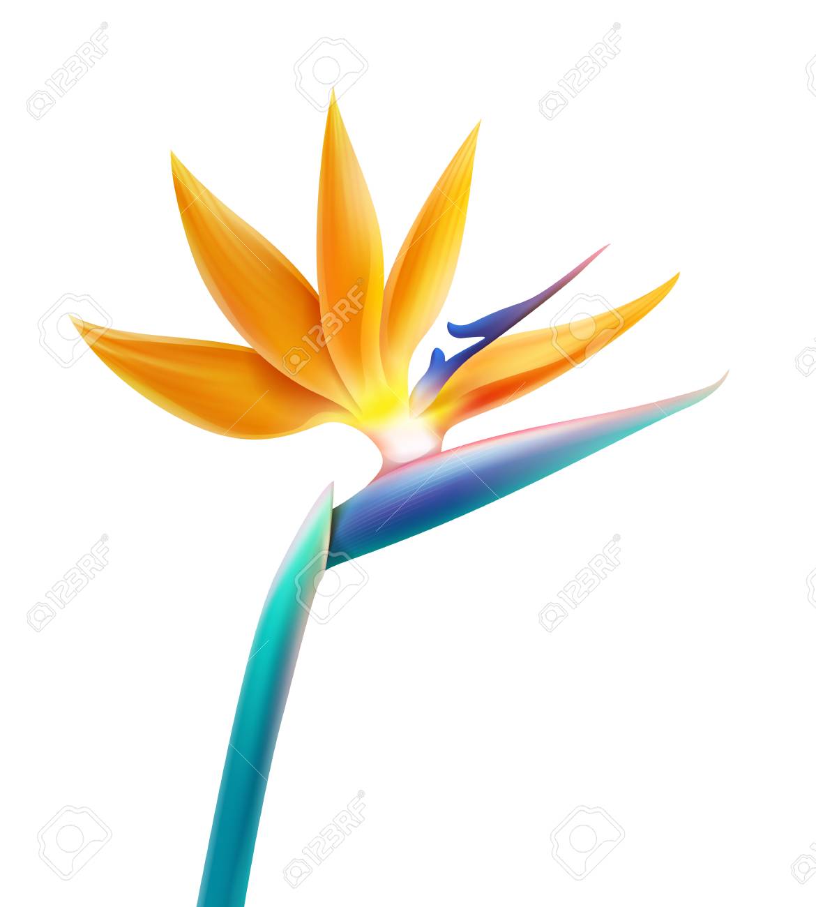 vector tropical plant bird