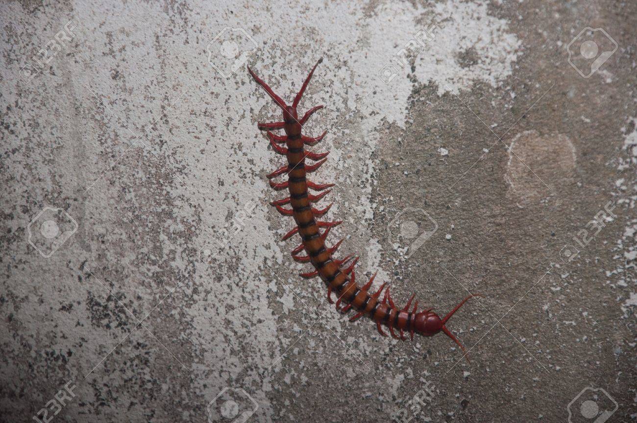 毒動物ムカデ の写真素材 画像素材 Image