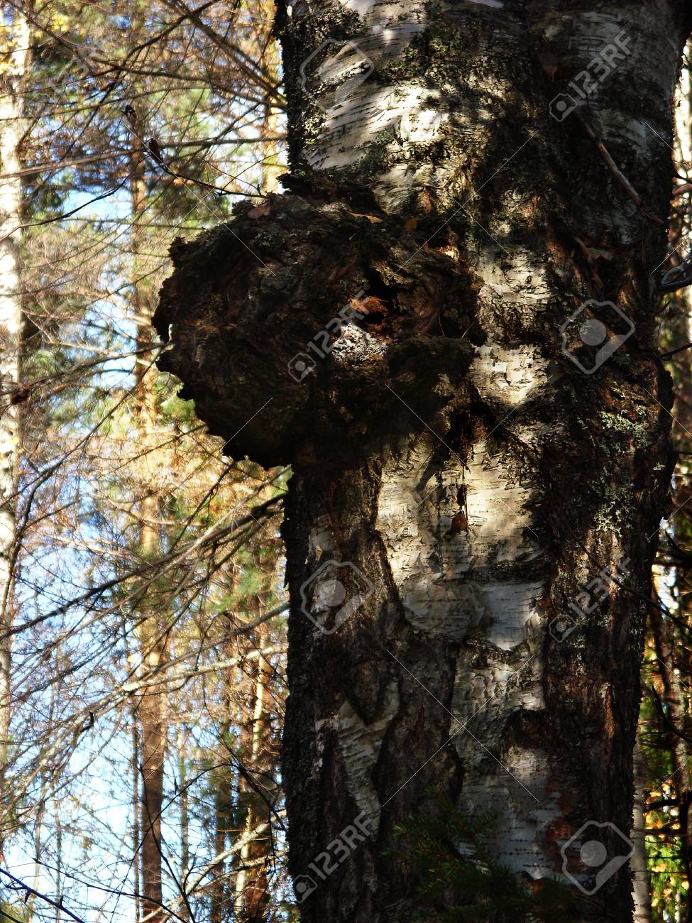 on birch trunk grows black fungus Chaga - 96814911 on birch trunk grows black fungus Chaga - 96814911