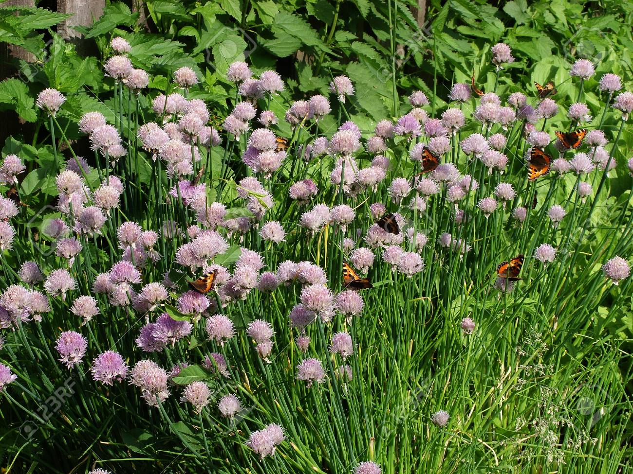 Orange butterflies sit on inflorescences with seeds of bulbous plants - 74615805 Orange butterflies sit on inflorescences with seeds of bulbous plants - 74615805