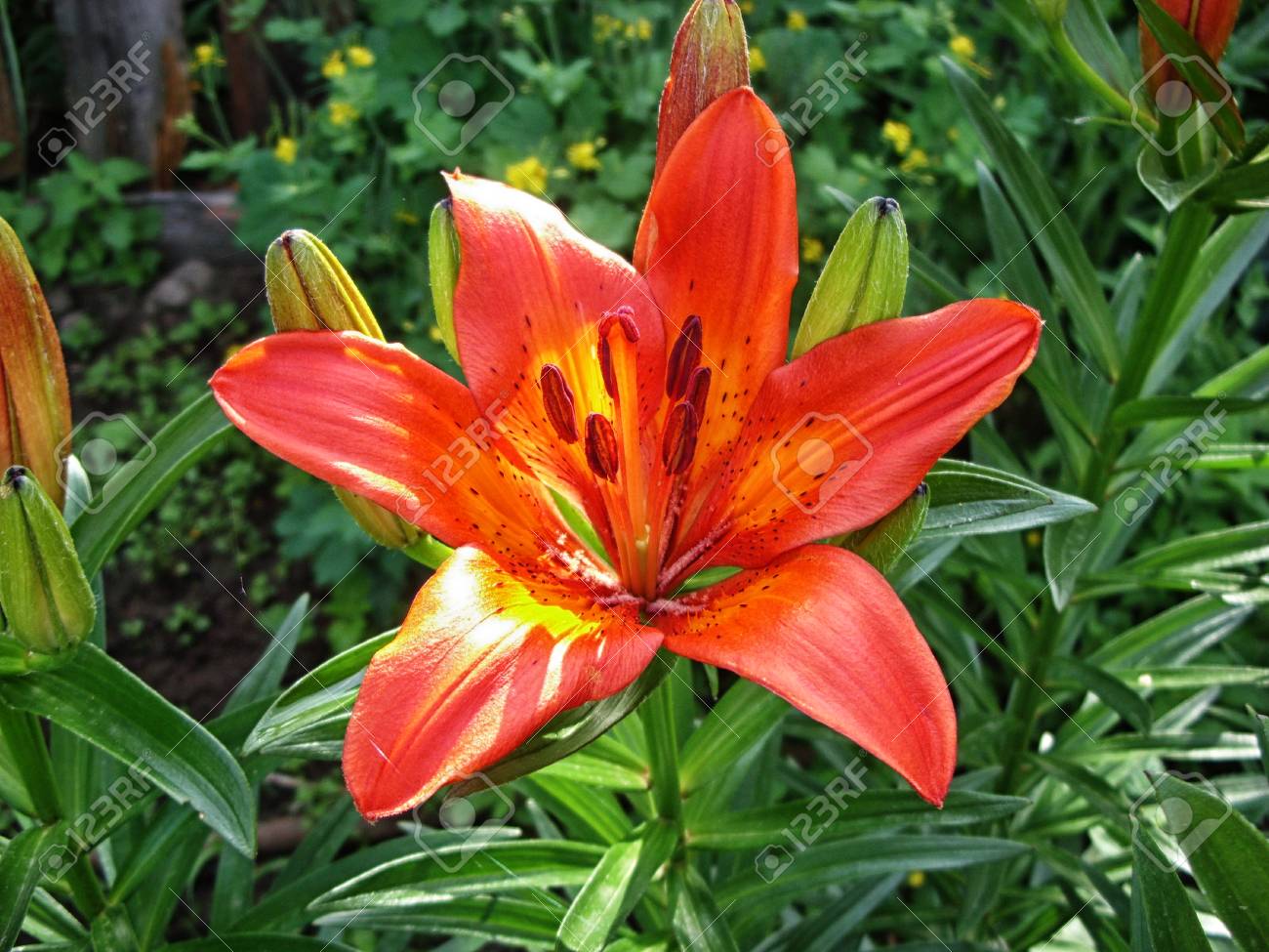 orange lily flowers bloom in spring in the garden - 74615806 orange lily flowers bloom in spring in the garden - 74615806