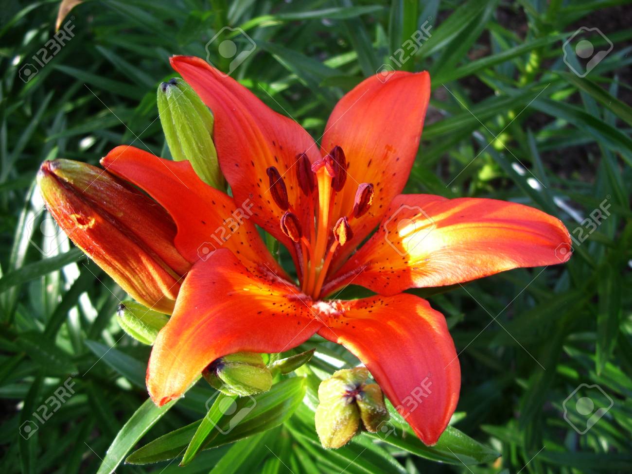 orange lily flowers bloom in spring in the garden - 74615808 orange lily flowers bloom in spring in the garden - 74615808