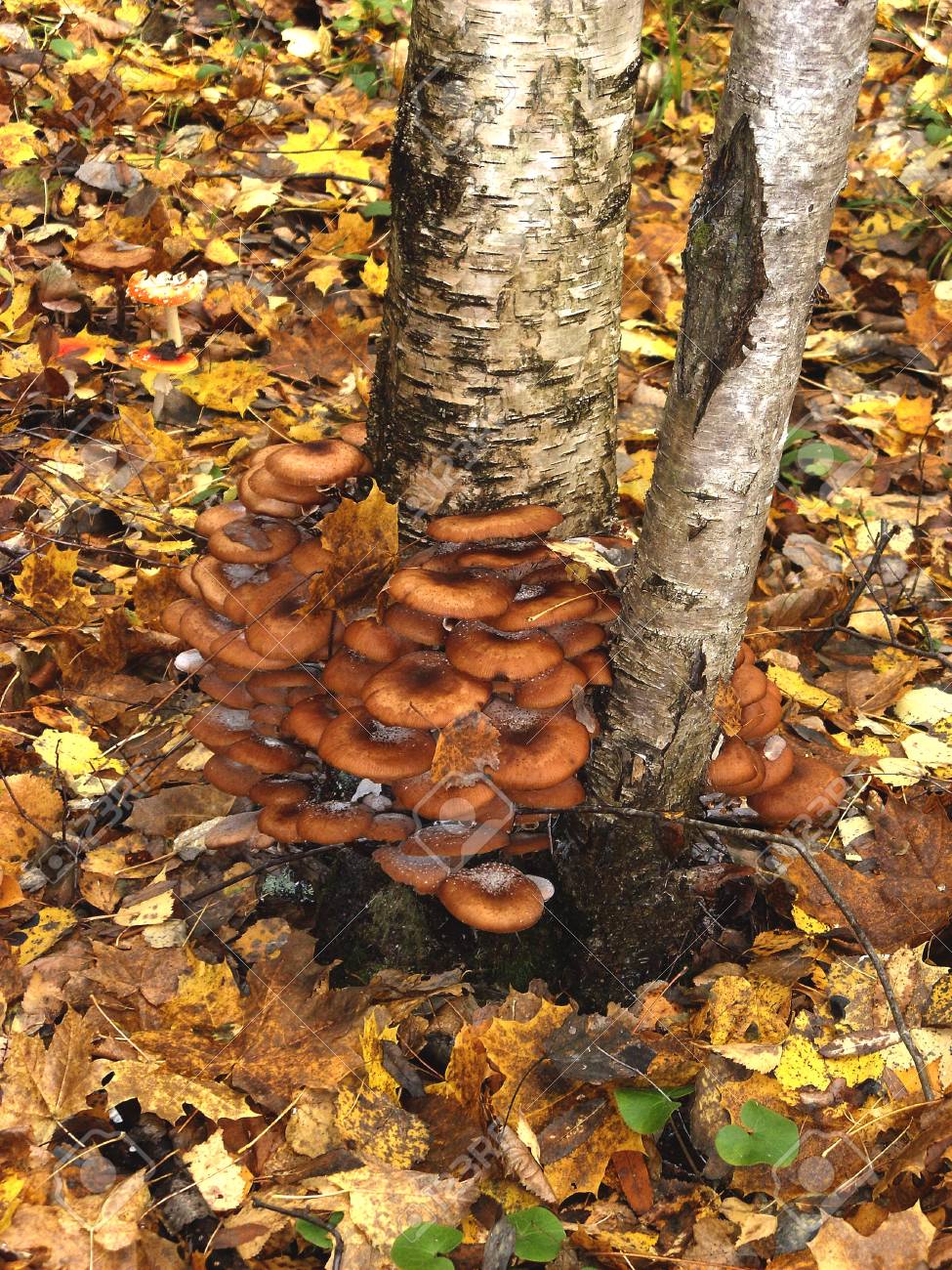 A lot of edible mushrooms grow on the trunk of a birch tree - 74942311 A lot of edible mushrooms grow on the trunk of a birch tree - 74942311