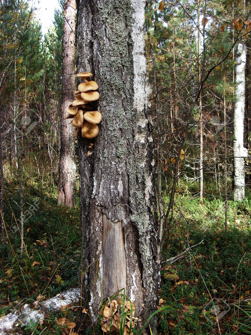 A lot of edible mushrooms grow on the trunk of a birch tree - 74942947 A lot of edible mushrooms grow on the trunk of a birch tree - 74942947