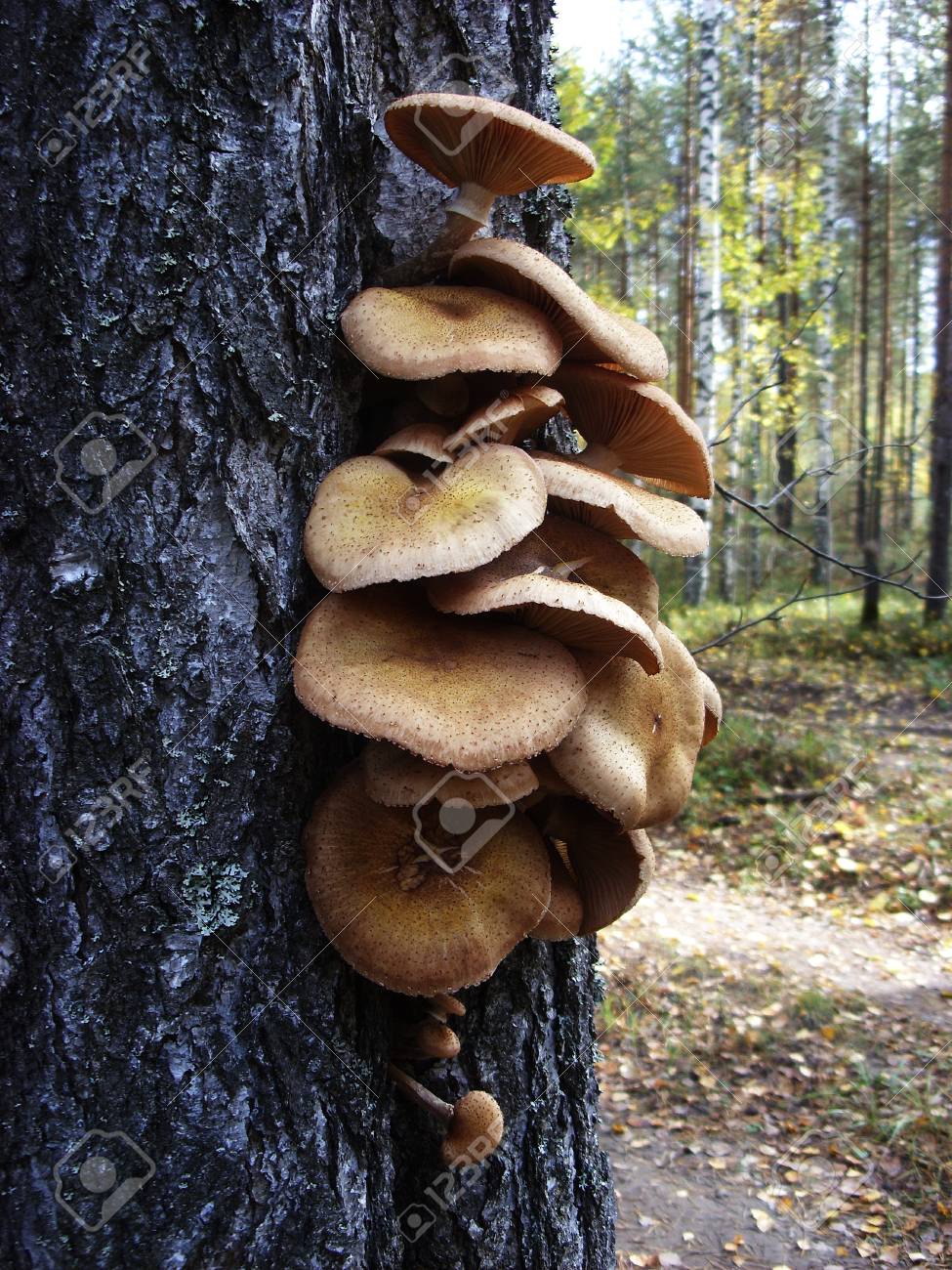 A lot of edible mushrooms grow on the trunk of a birch tree - 74942949 A lot of edible mushrooms grow on the trunk of a birch tree - 74942949