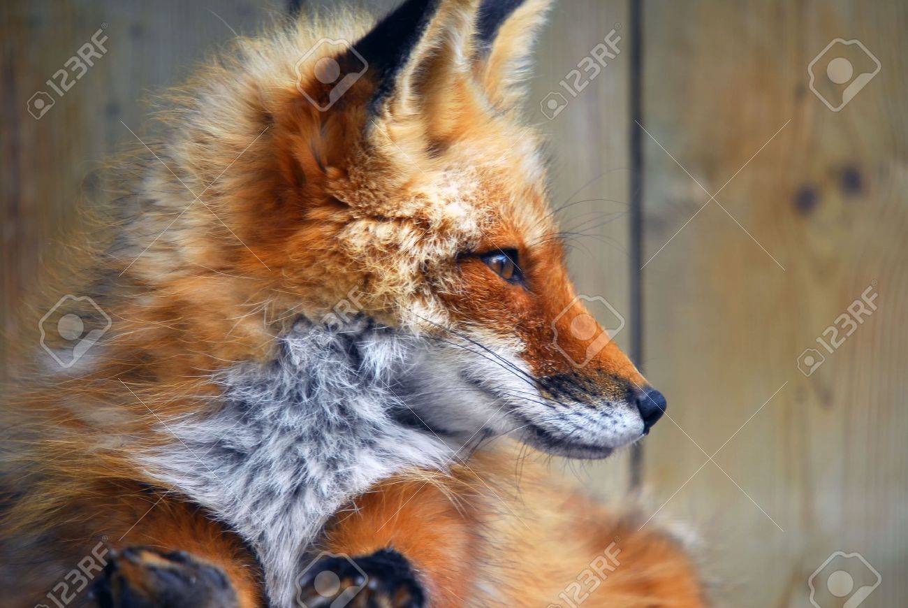 赤狐のクローズ アップの横顔の肖像画 の写真素材 画像素材 Image