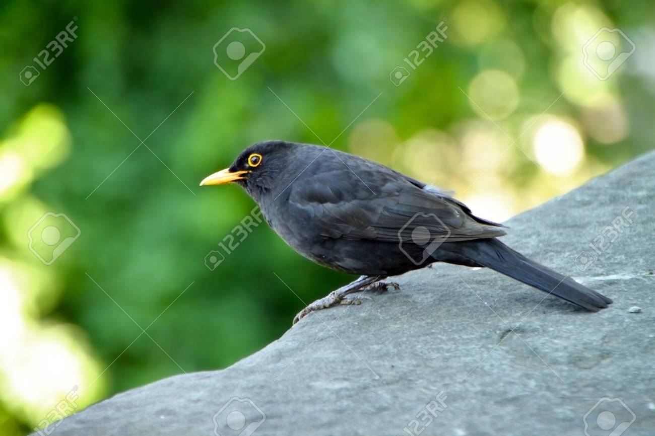 La Photo Avec Un Petit Oiseau Noir Et Vert Bokeh Comme Arrière Plan