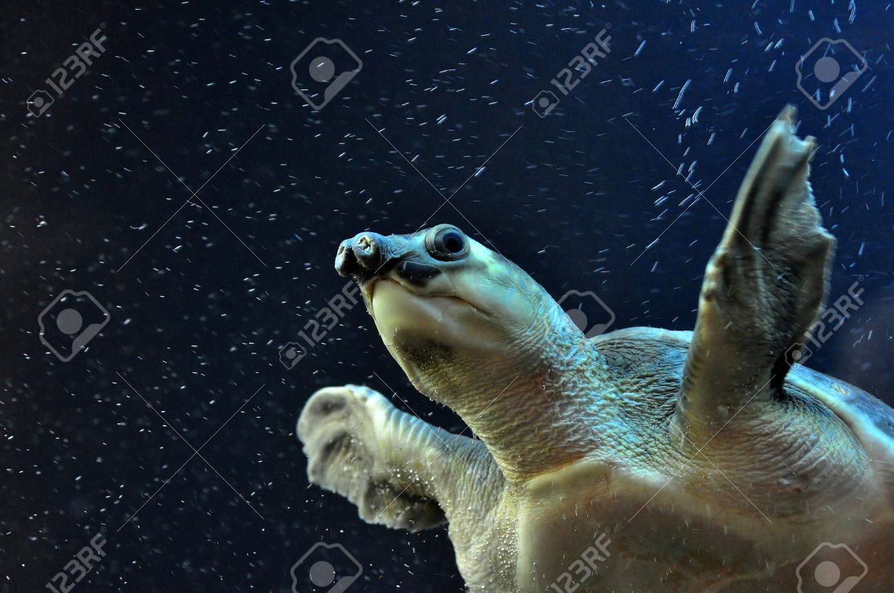 肖像画 豚の鼻のカメ の写真素材 画像素材 Image