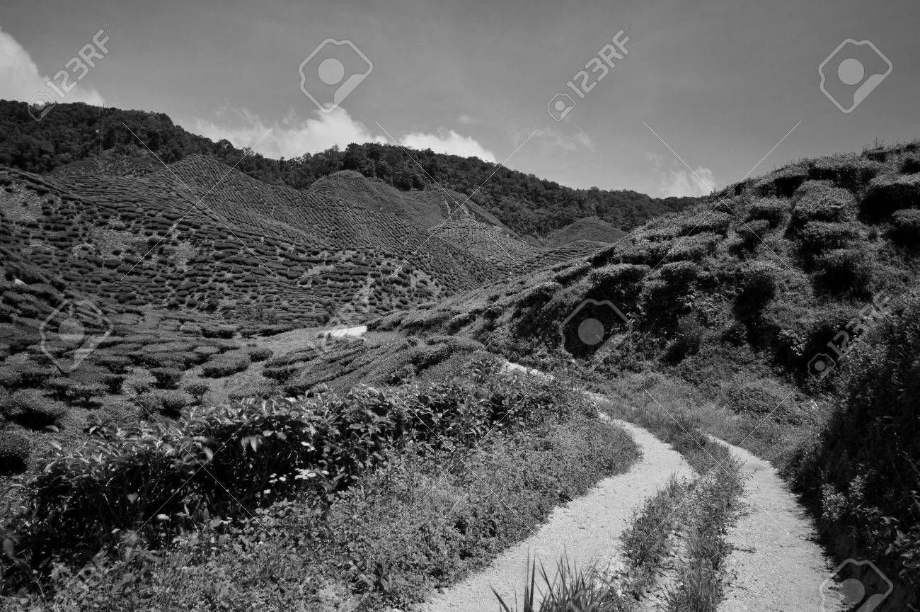 Black and white scenery at cameron highlands stock photo 34297089