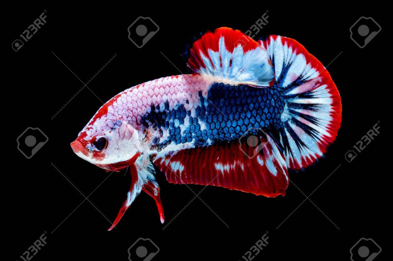 american betta fish