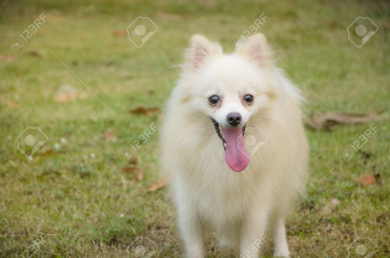 Pomeranian Dogs Are Tongue Tongue. Stock Photo, Picture and Royalty Free  Image. Image 78244134., image size:1300x861