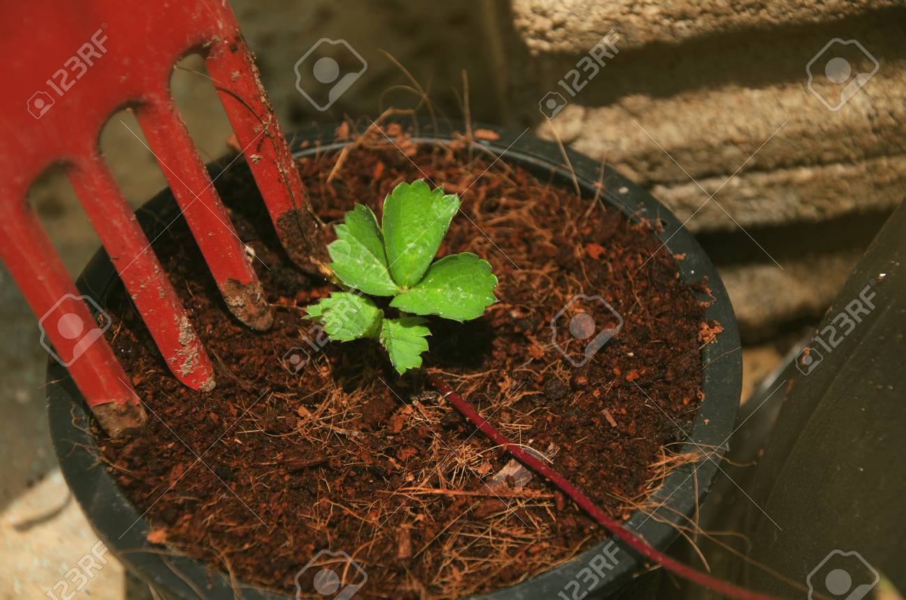 Morango Uma Planta Bienal Cobertura Do Rolo De Ramificacao As Folhas Sao Enroladas Em Um Talo De 3 1 E Deixam As Flores Brancas Dentadas Com Hastes Presas A Arvore Com Algumas