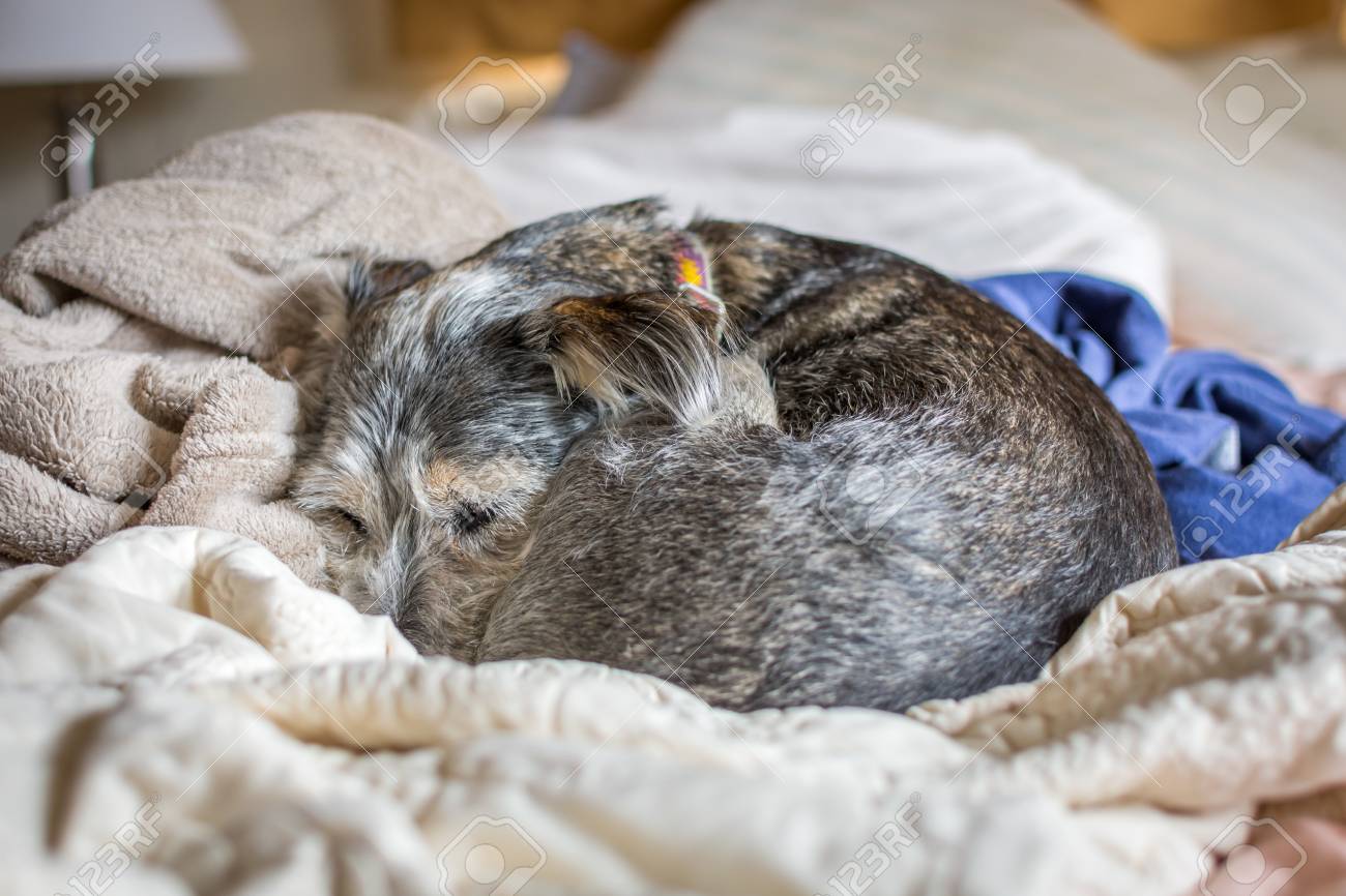 small dog sleeping in bed