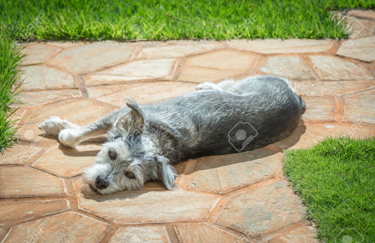 small grey terrier