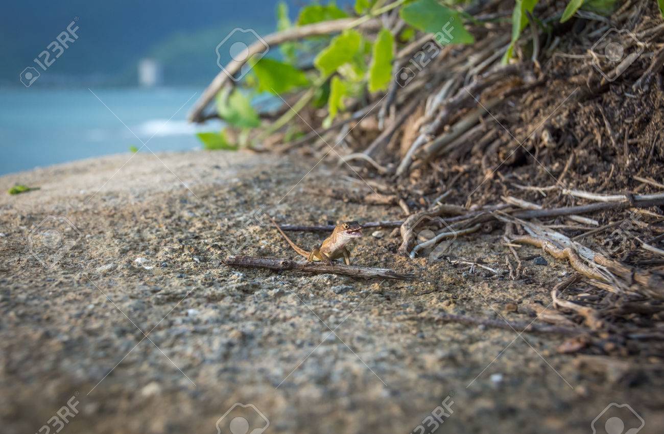 ハワイ オアフ島海岸の大きな岩の上に座って 大きな笑みを浮かべて小さなヤモリ の写真素材 画像素材 Image ハワイ オアフ島海岸の大きな岩の上に座って 大きな笑みを浮かべて小さなヤモリ の写真素材 画像素材 Image