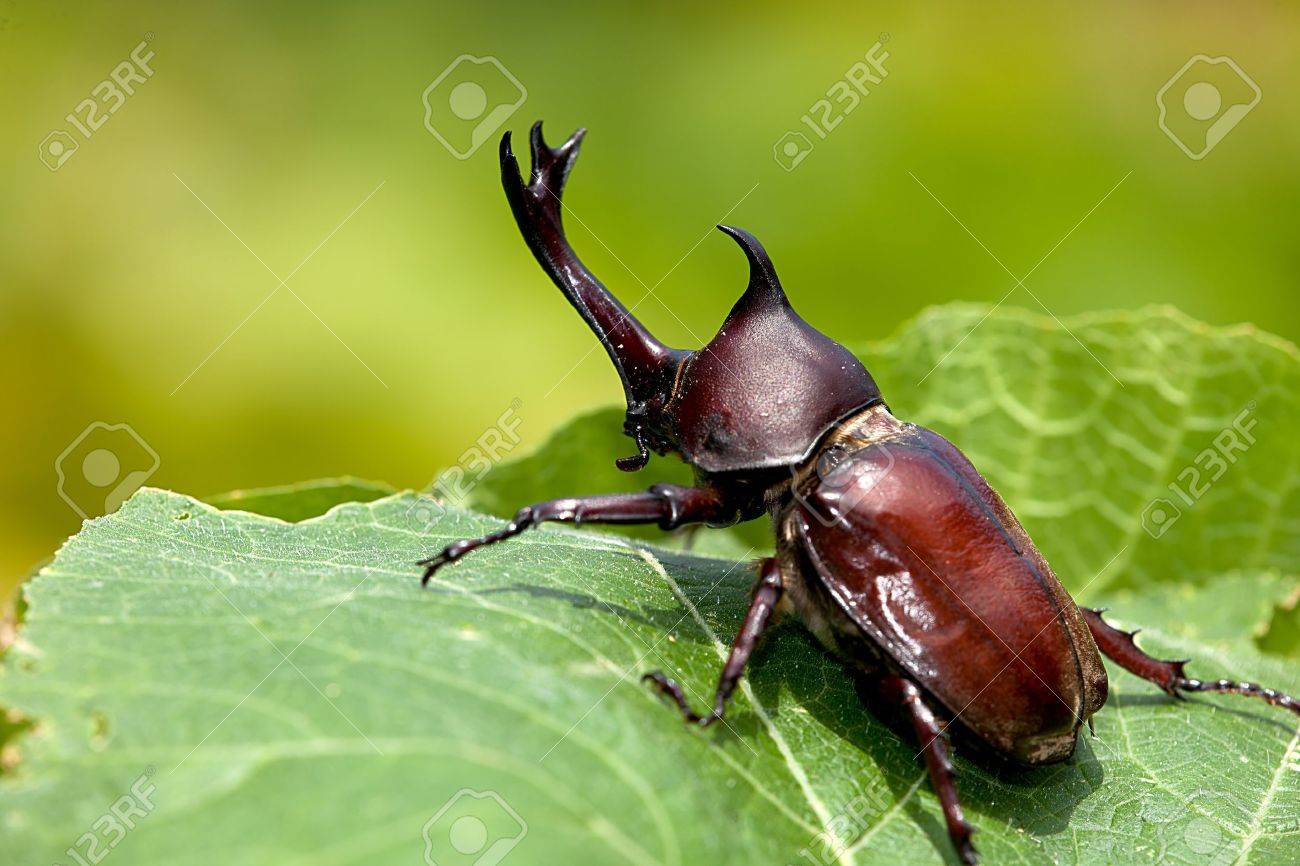 Rhinoceros beetle (Allomyrina dithotomus) with nice background green - 9048758 Rhinoceros beetle (Allomyrina dithotomus) with nice background green - 9048758