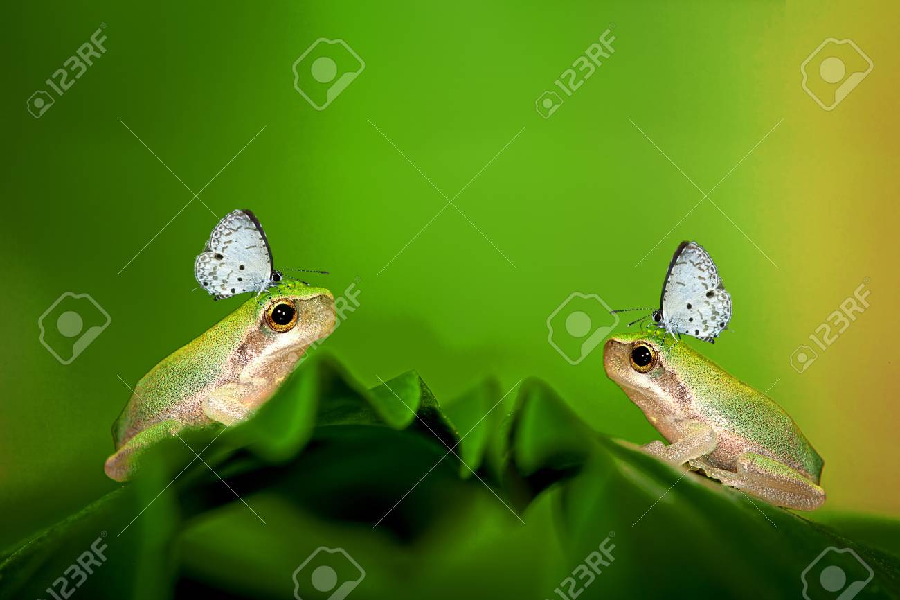 葉 アマガエル成虫 に 2 つの赤ちゃん木のカエル の写真素材 画像素材 Image