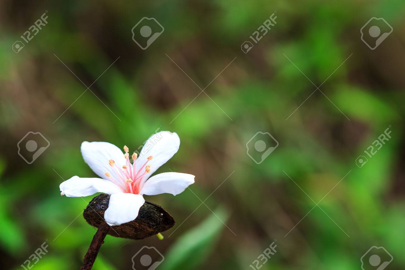 Tung Arbre En Fleur Mai Pour Une Utilisation à Des Fins Adv Ou Autres