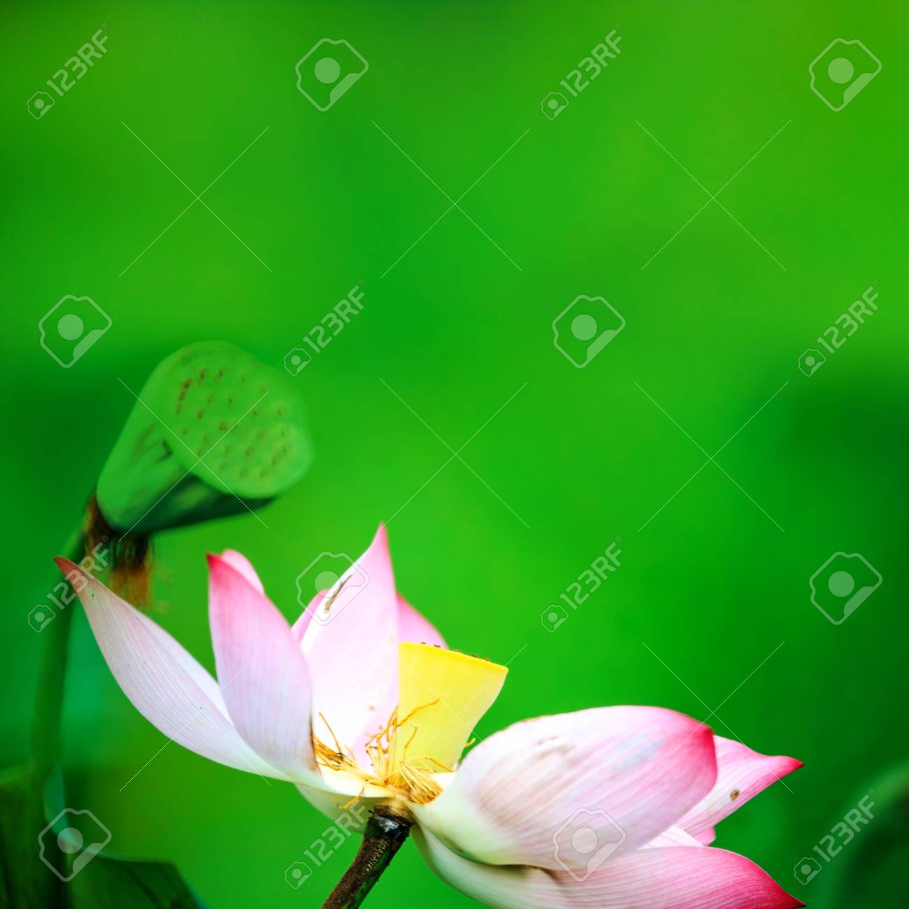 Beau Nénuphar Rose Ou Fleur De Lotus Dans Létang Pour Adv Ou Dautres Utilisation De But