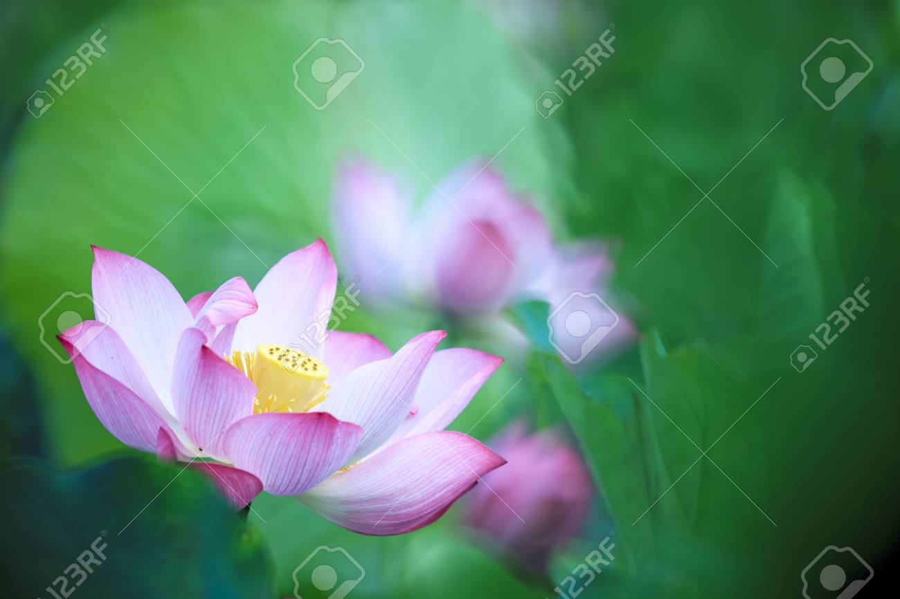 Belle Nénuphar Rose Ou La Fleur De Lotus Dans Un étang Pour Une Utilisation à Des Fins Adv Ou Autres