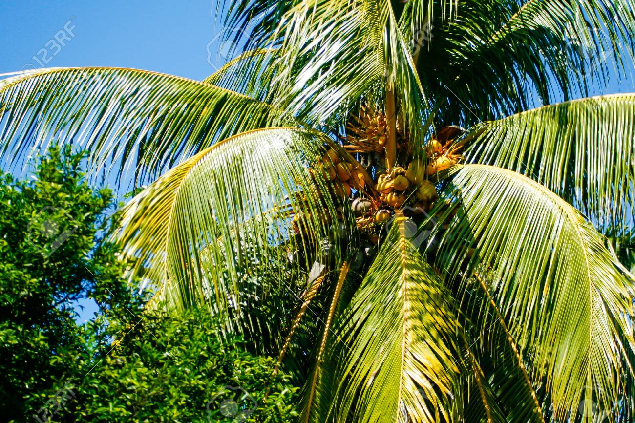 ココナッツ ヤシの木に の写真素材 画像素材 Image 2900