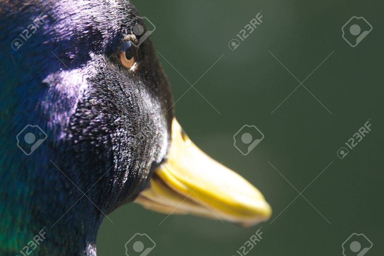 Close Up Of Mallard Duck Eye And Beak Stock Photo Picture And