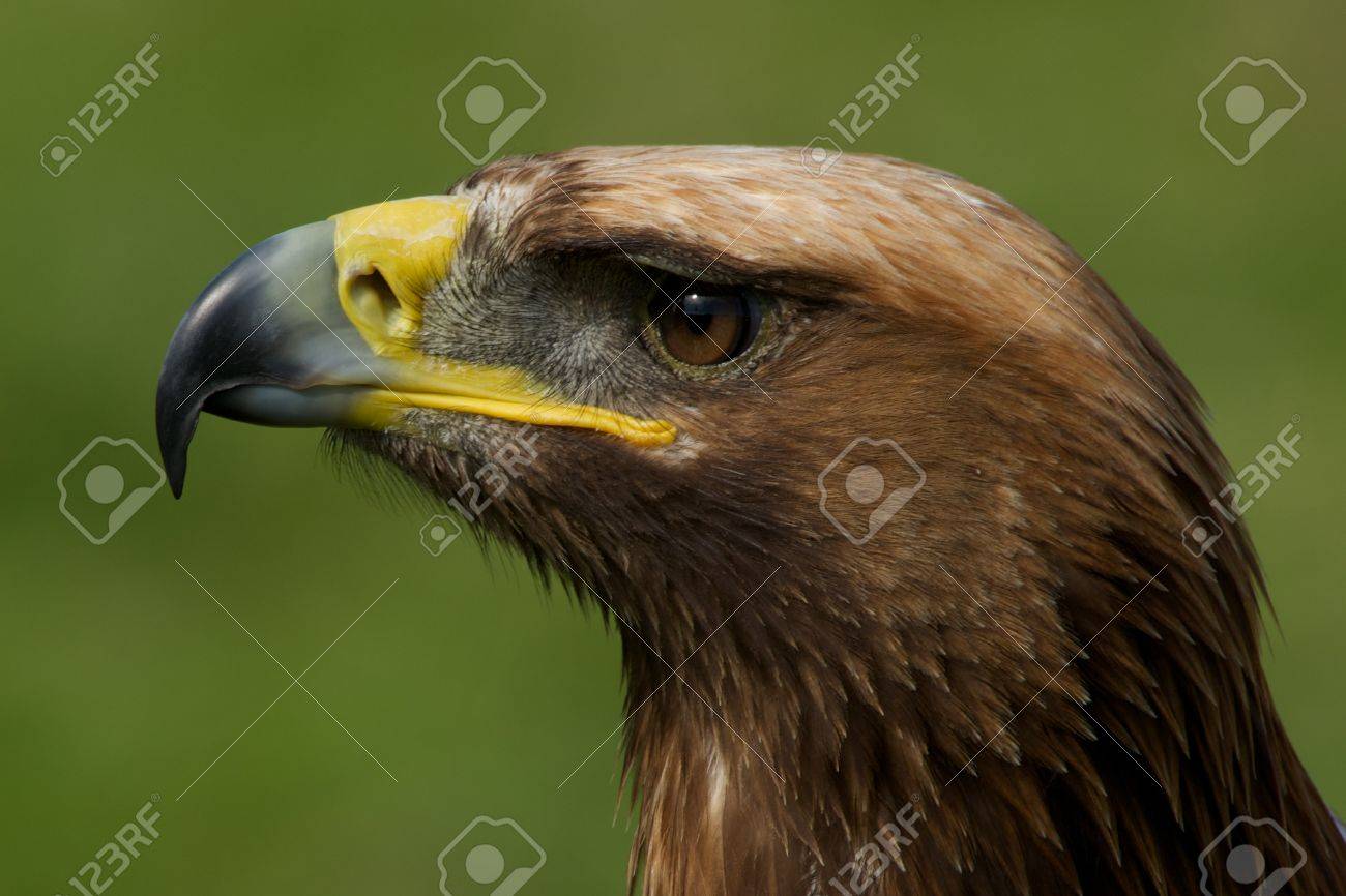 Eagle Eye Head And Shoulder Of Golden Eagle Black Float Frame Canvas Art