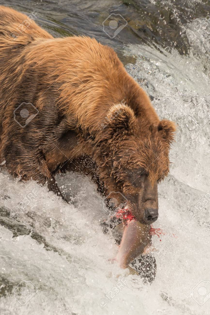 茶色のクマは アラスカ ブルックス滝の上部にその口の中に鮭をキャッチです サケはクマのジョーズ 滝の白い水のすぐ上では の写真素材 画像素材 Image