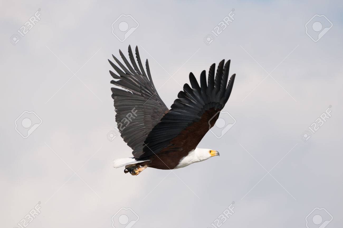 An African Fish Eagle With A Yellow Beak White Neck Brown Body