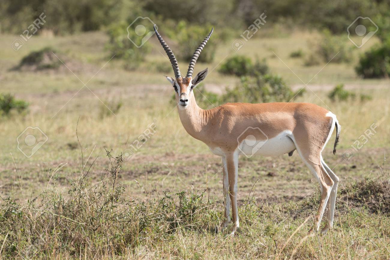 La Gazelle De Grant A Se Fixe L'objectif De La Savane Africaine ... 44981566-la-gazelle-de-grant-a-se-fixe-l-objectif-de-la -savane-africaine-dans-l-arrière-plan-sont-quelque.jpg