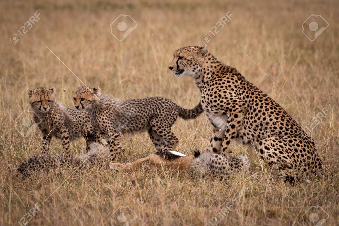 cheetah and cubs eating dead thomson gazelle stock photo picture