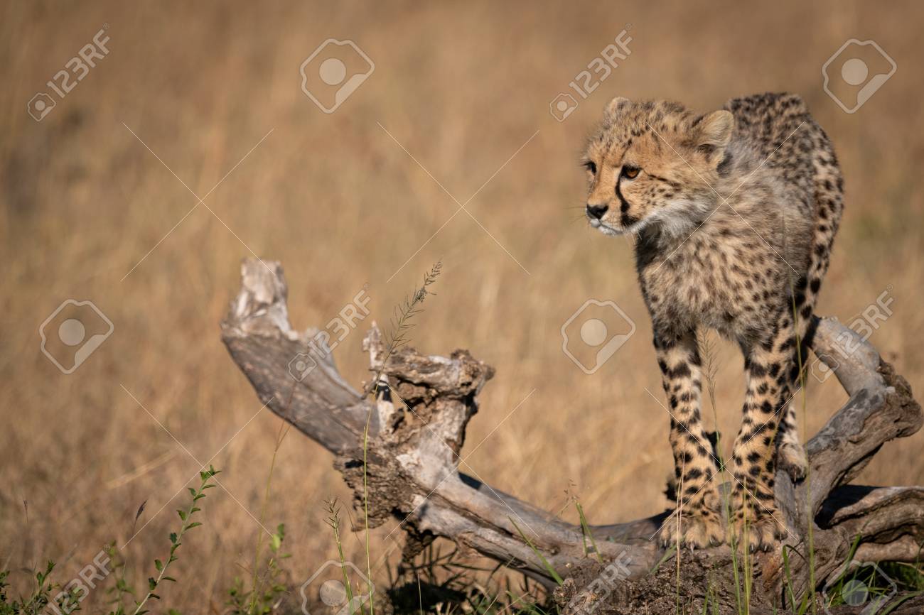etiam-dictum-ipsum-a-felis
