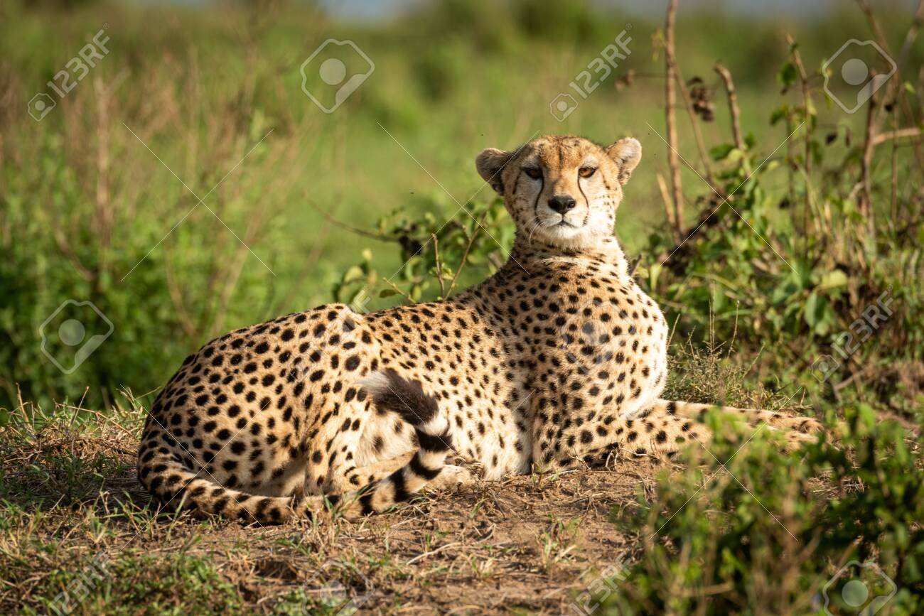 etiam-dictum-ipsum-a-felis