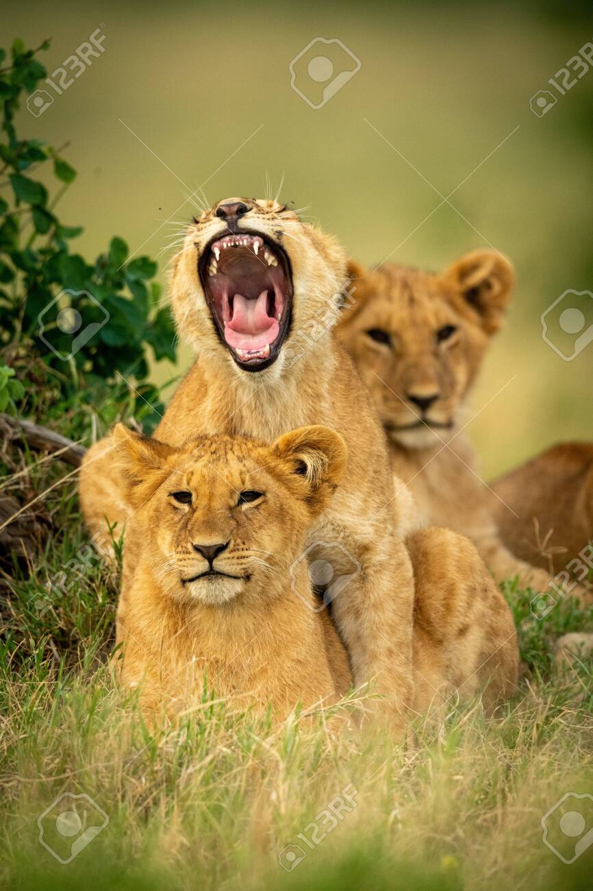 etiam-dictum-ipsum-a-felis