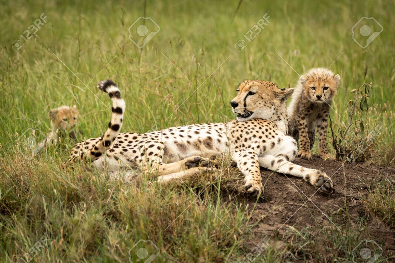 etiam-dictum-ipsum-a-felis