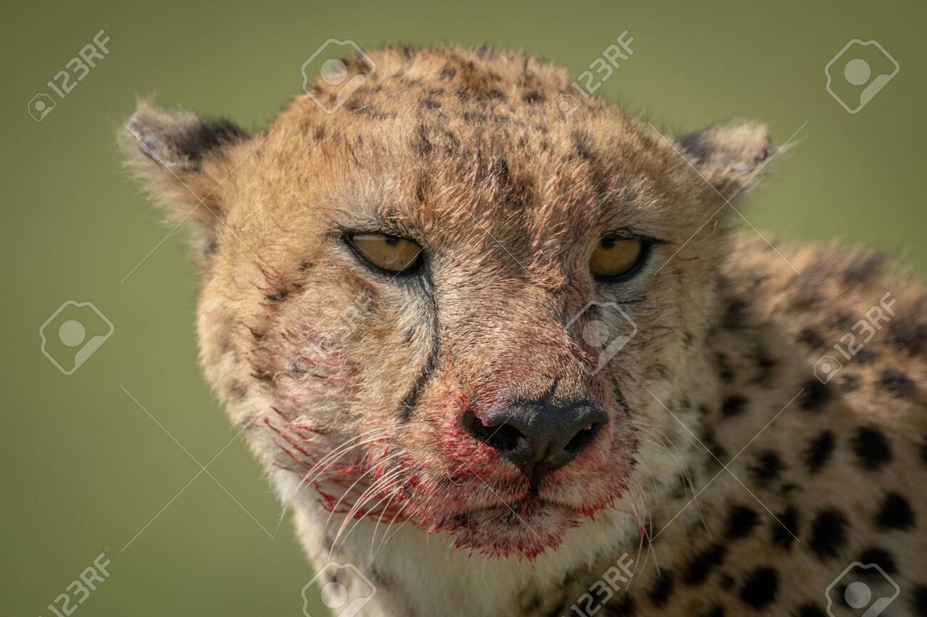 etiam-dictum-ipsum-a-felis