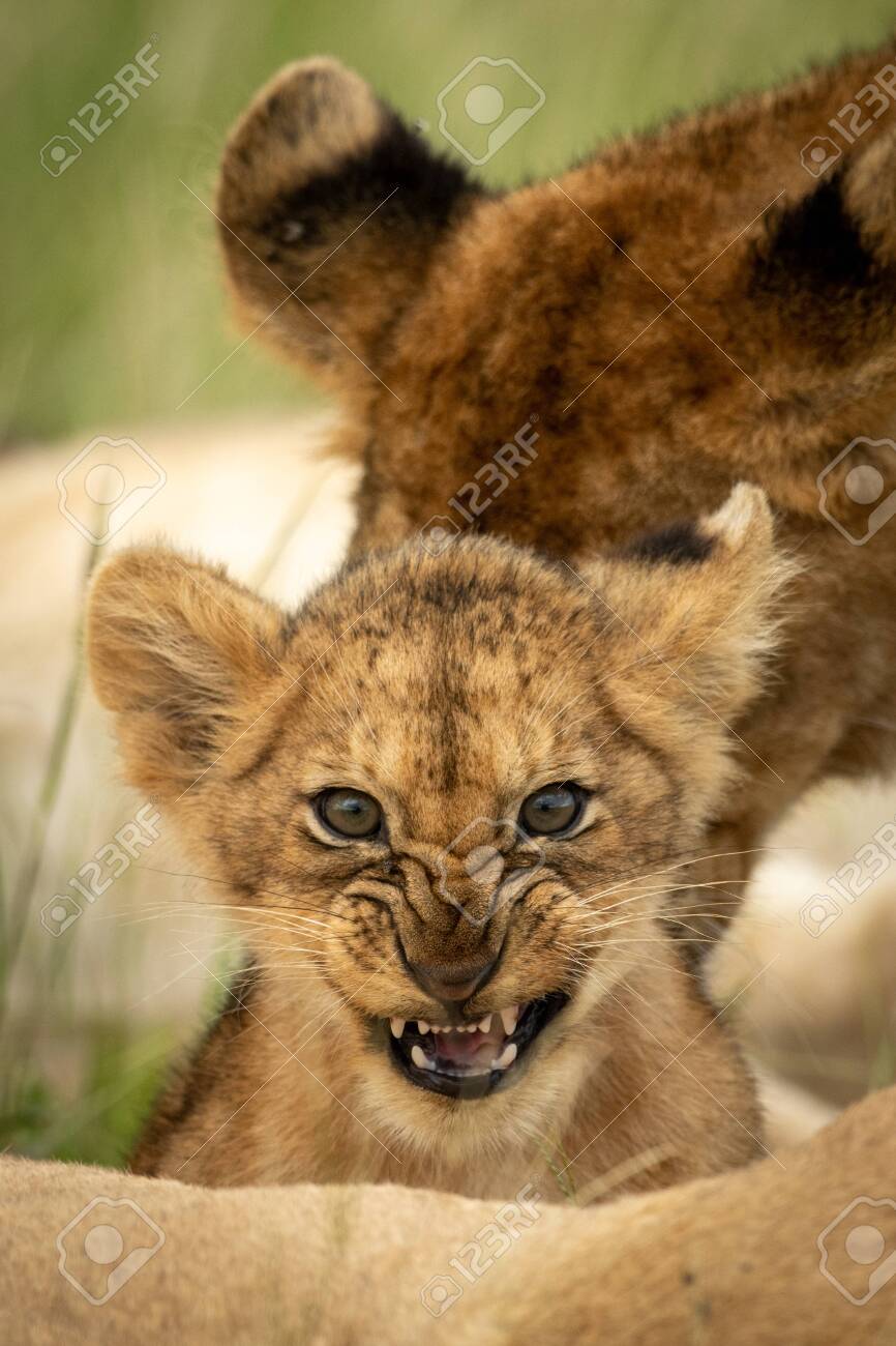 etiam-dictum-ipsum-a-felis